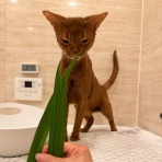 おうちごはんとおかしとねこ