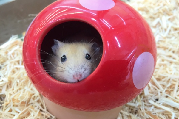 静岡県沼津市 ペットショップワンラブ カインズ沼津店のスタッフブログ その他小動物