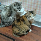 全戸配布のチラシ…わが家ではメモ用紙に代わる