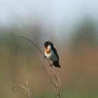 『投稿：BORG107FLで捉えた草原の鳥たち　2024/07/17』の画像