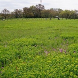 『田島ヶ原のサクラソウ』の画像