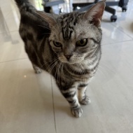 ぱずたん、心臓の専門医で心臓エコーを受ける。