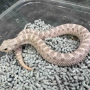 本日よりハチクラサービスデー！シシバナは放出大特価！オススメ生体ピックアップ～