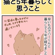 猫と5年暮らして思うこと