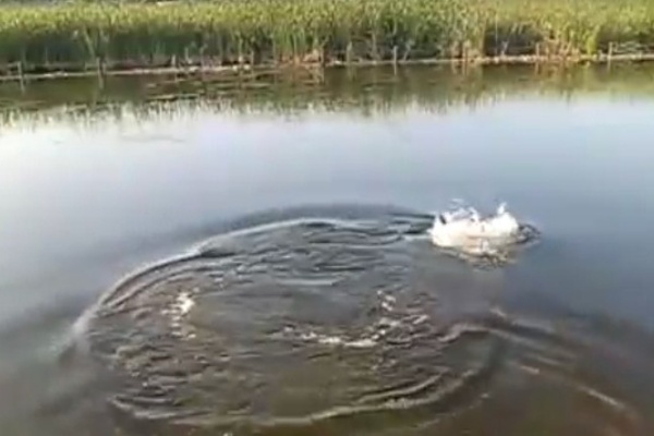 カムルチー ルアーの背後から忍び寄る長い影 バフッ と水面を割って喰らいつくライギョのバイトシーン 海辺の狩人