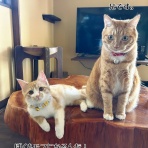 猫とお酒と日々のこと