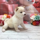 豆柴ちゃん‼︎