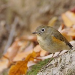 birdpapaの鳥遊録Ⅱ