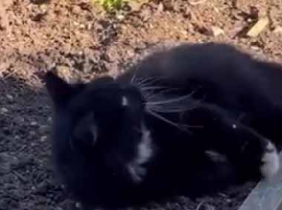 【猫】 パリ五輪で話題になったカンガルーダンス。くいくい♪ → うちの猫も踊ってみたようです…