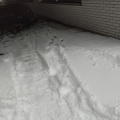 大雪がモームリ