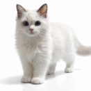 激カワ( *´艸｀)