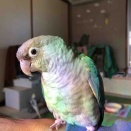 もっちゃん🍀🐥