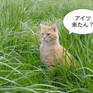 ソワレが要らないフランス暮らし