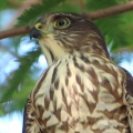 野鳥雀鷹（ツミ）の幼鳥を撮る21🦅📸「水を飲む」（太田市）