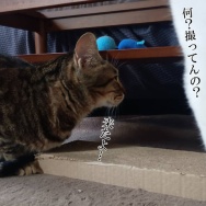 息子だけ連休明けてました。と、ブルーグレーの水面石つくりました。