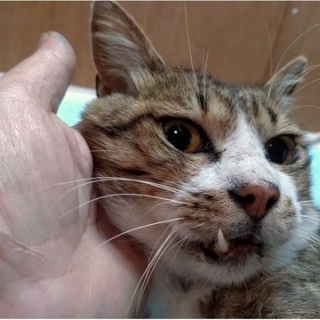 NPO犬猫みなしご救援隊・代表ブログ・みなしご庵へようこそ