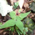 十里木でツクバネソウの開花を確認