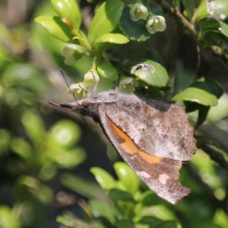 治水緑地の野鳥日記