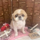 2/23 トリミングに来てくれた子達