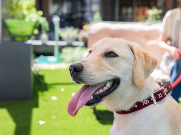 全40店舗以上ブース！愛犬と一緒にのんびりマルシェ！ワンちゃん関連のお店にキッチンカーも！『県総合運動公園』で『いぬまんま』開催。6月14日。