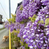 『藤やで〜』の画像