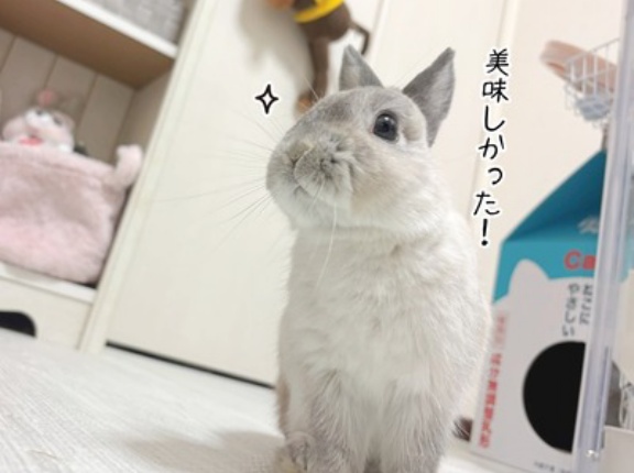 うさぎのルリ(12/16追記)