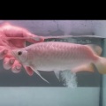 見込みがスゴイ！！