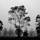 □　踊る阿呆に見る阿呆