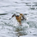 2026年6月5日の野鳥公園