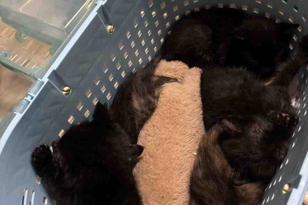 ゴンちゃんさま ご相談用 【公式通販】