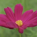 季節の境目に咲く花たち