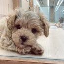 🧡寝ぐせがキュートなマルプーくん🧡