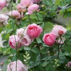 『バラの剪定と根の周りの整理』の画像