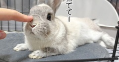 うさぎのルリ(5/2追記)