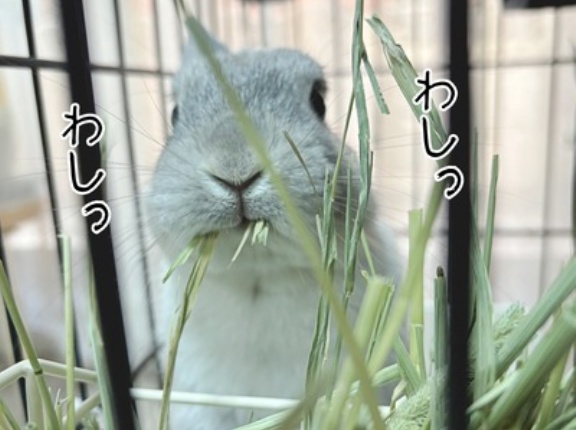 うさぎのルリ(3/15追記)