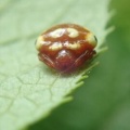 観察の森で見つけた生き物！７月13日
