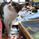 家の猫さん