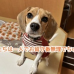 ガオだらけな日々　