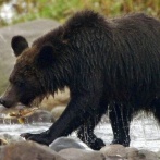 北海道のホテル、クマ駆除のクレーマーを一撃で黙らせる一言を放ち、万バズ拡散
