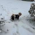 愛犬と雪散歩して、トリミング。*\(^o^)/*