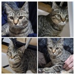 NPO法人 福井犬猫を救う会