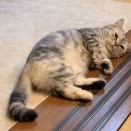 【9月8日は休養の日】愛猫の睡眠時間は1日16時間？猫がよく眠る理由と生態