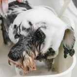 『光マイクロバブル・イノベーション（5500回記念）（52）』の画像