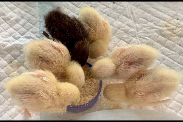 誰にでも懐く 姫うずらの育て方大図鑑 姫うずらのひな