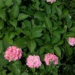 恵美の英語教室社長日記 ＋ コーチング ＋ α