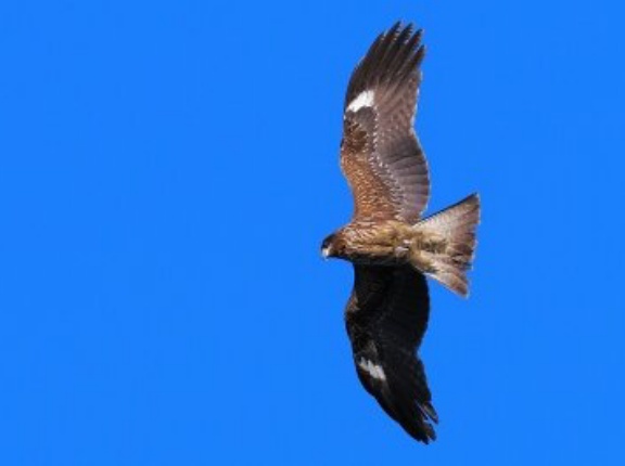 2025年12月12日の野鳥公園