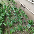 ◆プール◆花、見下ろす