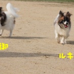 パピヨン・メルの成長日記