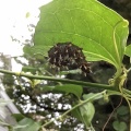 虫たちよ来い