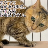 『 【里親募集中】事前予約必須の猫たち』の画像